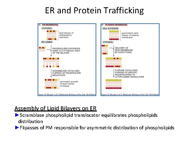 ER and Protein Trafficking Assembly of Lipid Bilayers on ER ►Scramblase phospholipid translocator equilibrates