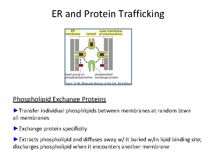 ER and Protein Trafficking Phospholipid Exchange Proteins ►Transfer individual phosphlipids between membranes at random