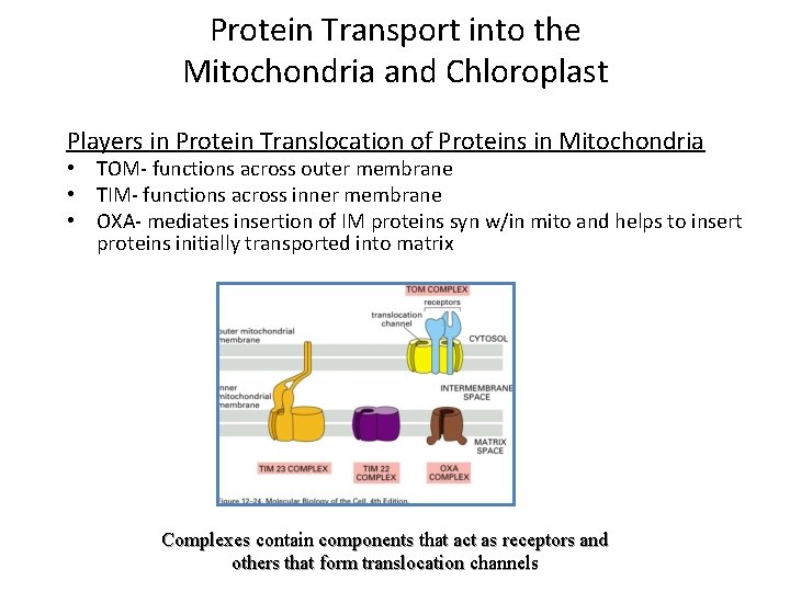 Protein Transport into the Mitochondria and Chloroplast Players in Protein Translocation of Proteins in