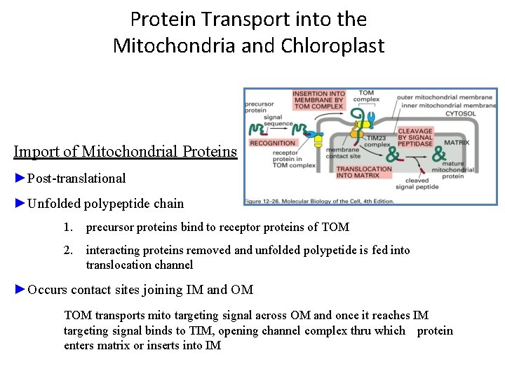 Protein Transport into the Mitochondria and Chloroplast Import of Mitochondrial Proteins ►Post-translational ►Unfolded polypeptide