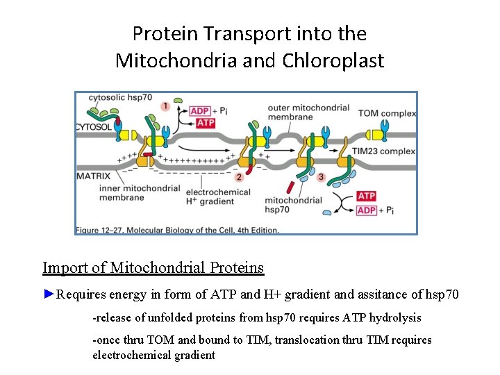 Protein Transport into the Mitochondria and Chloroplast Import of Mitochondrial Proteins ►Requires energy in