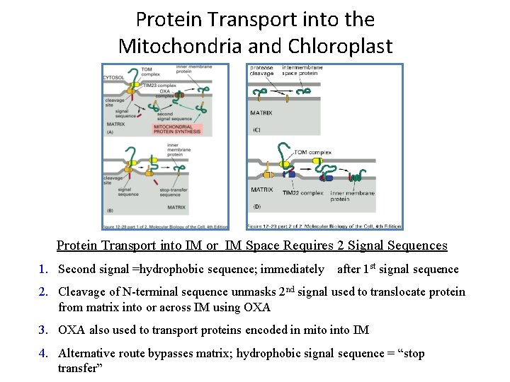 Protein Transport into the Mitochondria and Chloroplast Protein Transport into IM or IM Space