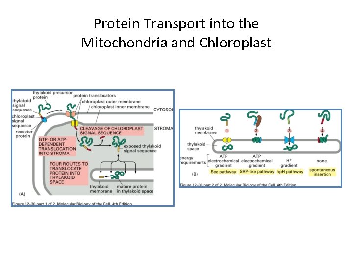 Protein Transport into the Mitochondria and Chloroplast 