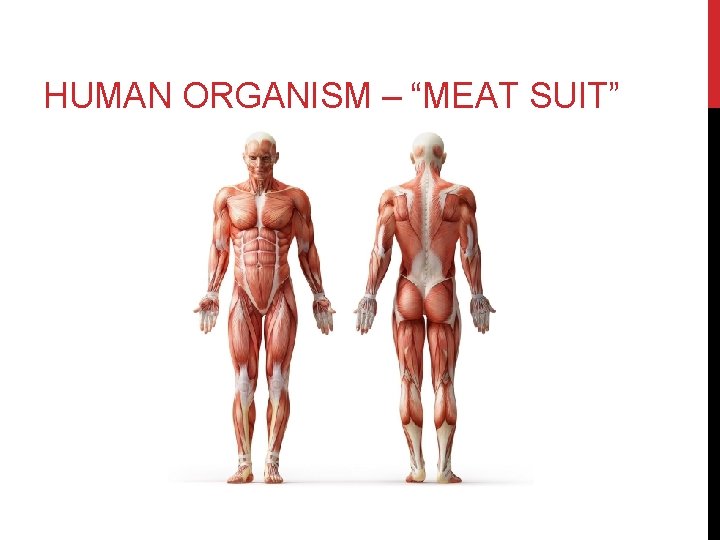 HUMAN ORGANISM – “MEAT SUIT” 