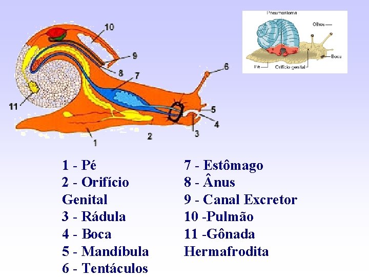 1 - Pé 2 - Orifício Genital 3 - Rádula 4 - Boca 5