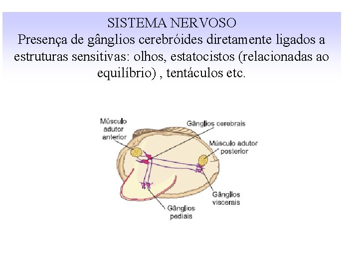 SISTEMA NERVOSO Presença de gânglios cerebróides diretamente ligados a estruturas sensitivas: olhos, estatocistos (relacionadas