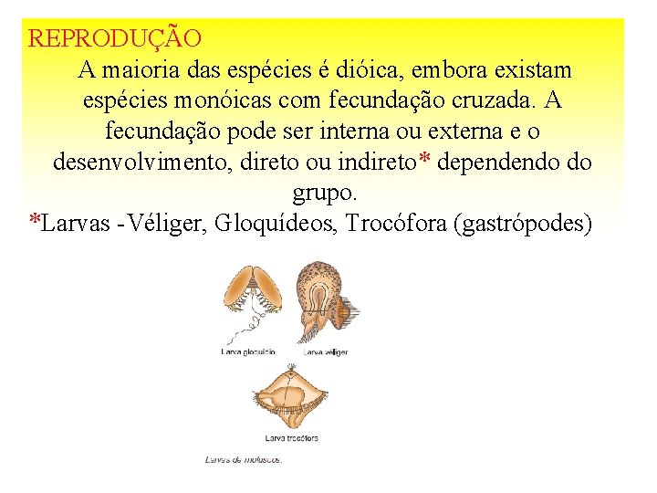 REPRODUÇÃO A maioria das espécies é dióica, embora existam espécies monóicas com fecundação cruzada.