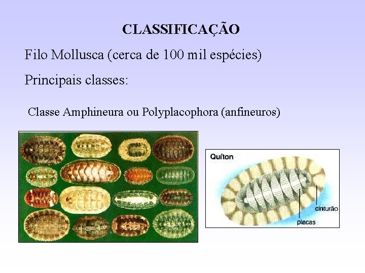 CLASSIFICAÇÃO Filo Mollusca (cerca de 100 mil espécies) Principais classes: Classe Amphineura ou Polyplacophora