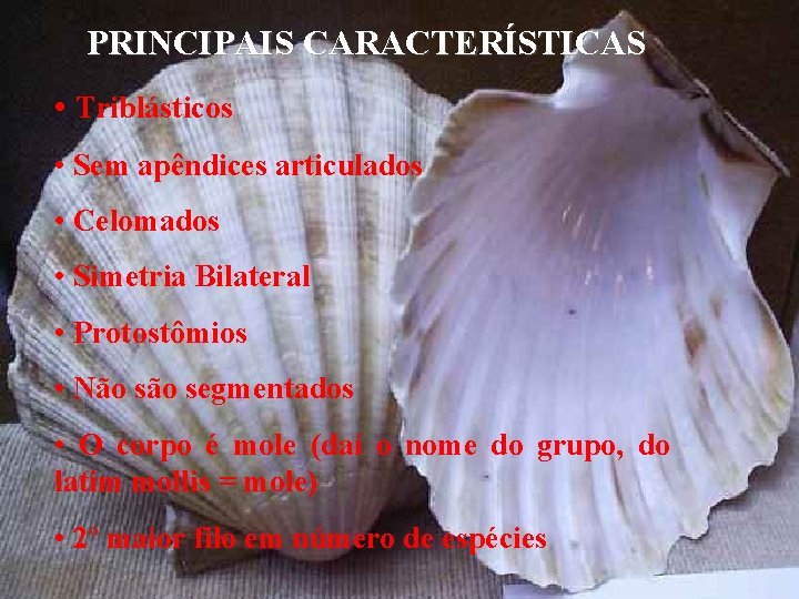 PRINCIPAIS CARACTERÍSTICAS • Triblásticos • Sem apêndices articulados • Celomados • Simetria Bilateral •