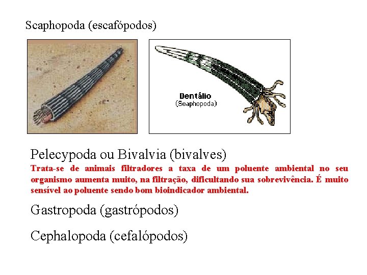 Scaphopoda (escafópodos) Pelecypoda ou Bivalvia (bivalves) Trata-se de animais filtradores a taxa de um