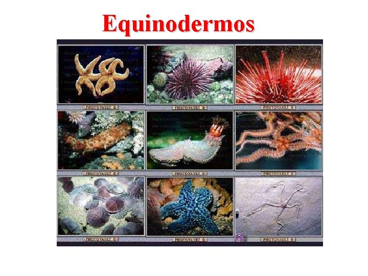 Equinodermos 