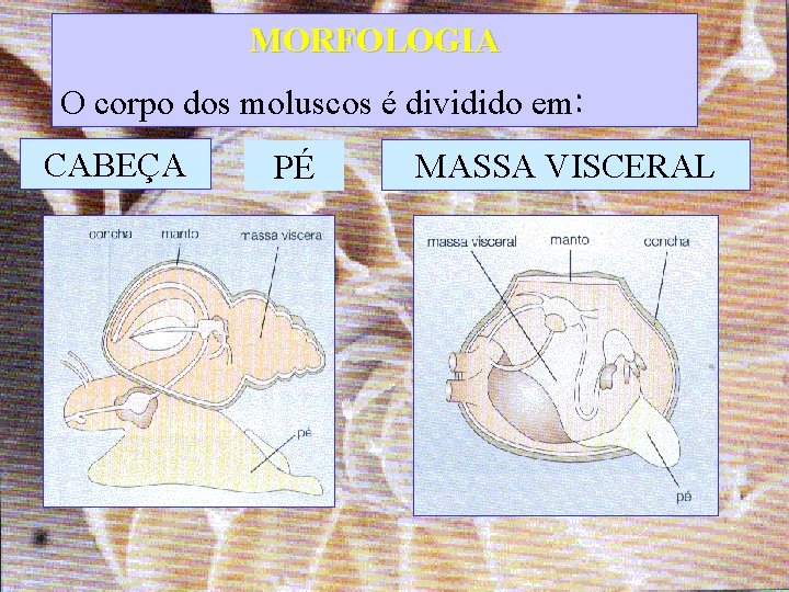 MORFOLOGIA O corpo dos moluscos é dividido em: CABEÇA PÉ MASSA VISCERAL 