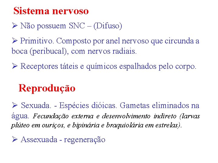 Sistema nervoso Ø Não possuem SNC – (Difuso) Ø Primitivo. Composto por anel nervoso