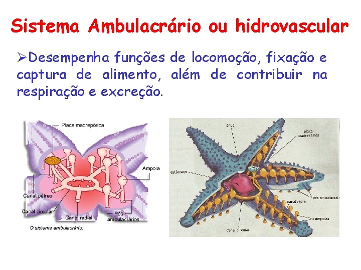 Sistema Ambulacrário ou hidrovascular ØDesempenha funções de locomoção, fixação e captura de alimento, além