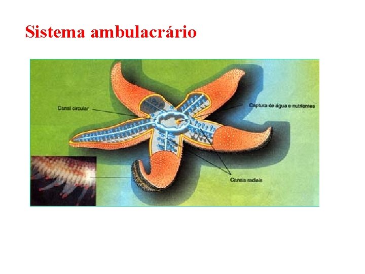 Sistema ambulacrário 