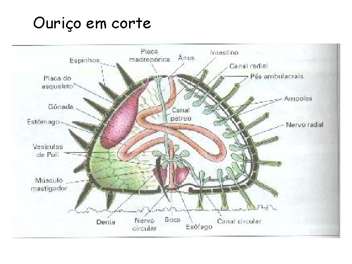 Ouriço em corte 