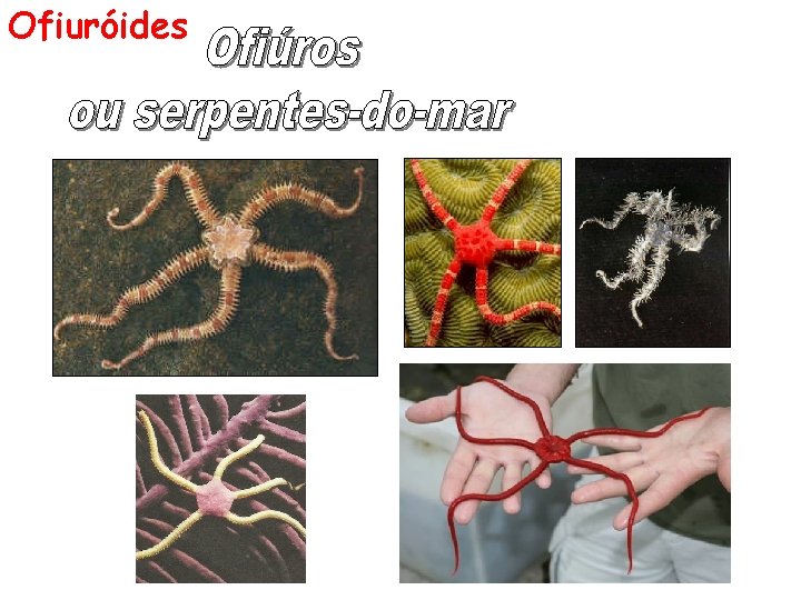 Ofiuróides 