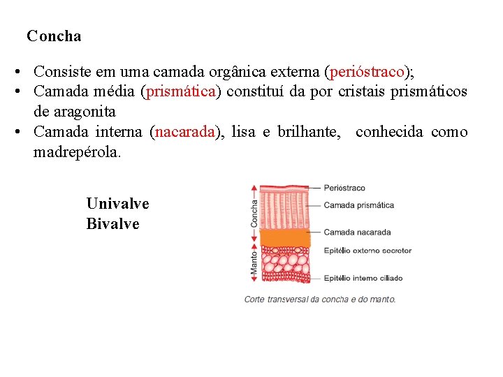 Concha • Consiste em uma camada orgânica externa (perióstraco); • Camada média (prismática) constituí