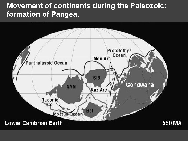 Movement of continents during the Paleozoic: formation of Pangea. 