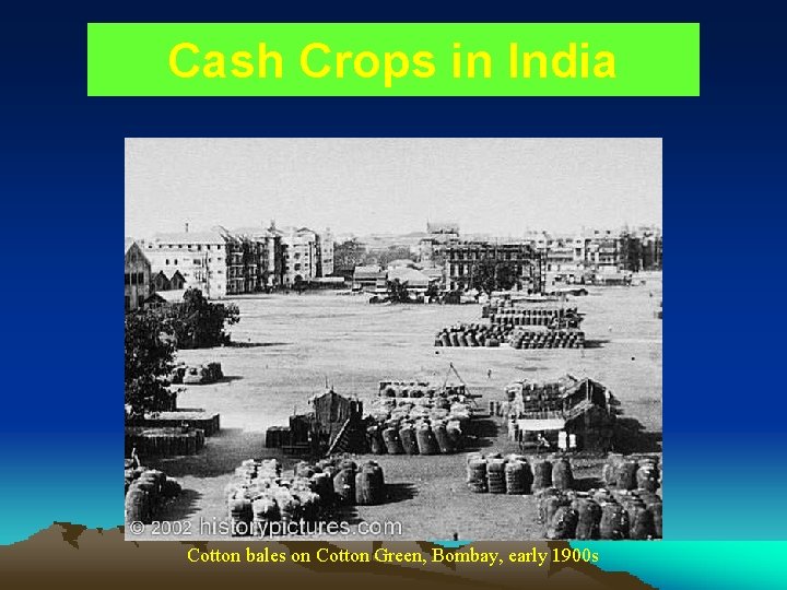 Cash Crops in India Cotton bales on Cotton Green, Bombay, early 1900 s 