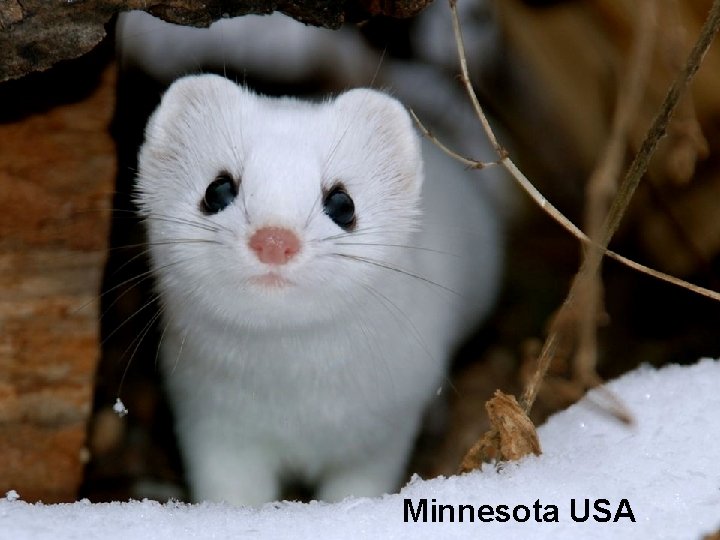 Minnesota USA 