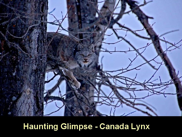 Haunting Glimpse - Canada Lynx 