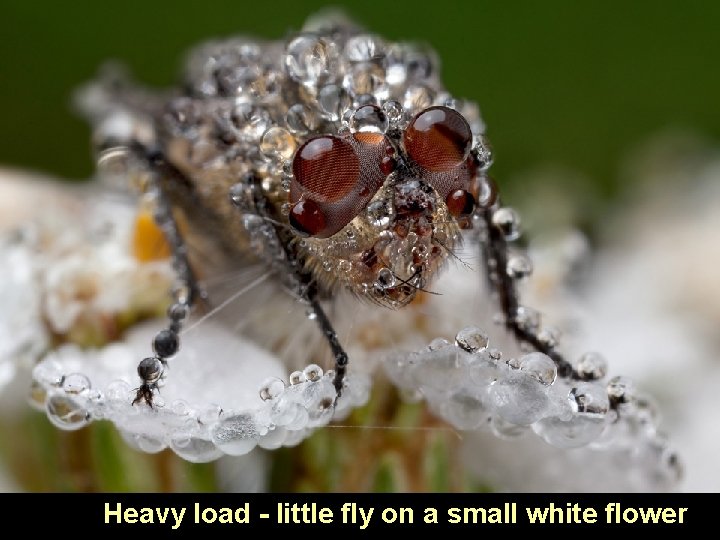 Heavy load - little fly on a small white flower 