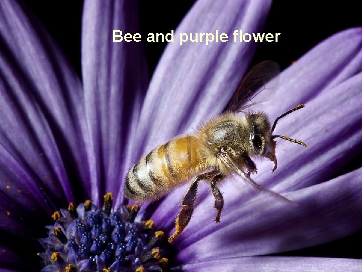 Bee and purple flower 