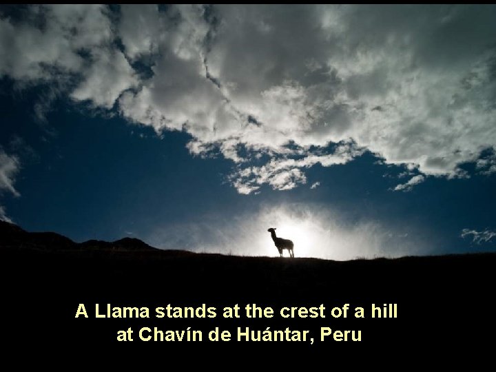 A Llama stands at the crest of a hill at Chavín de Huántar, Peru