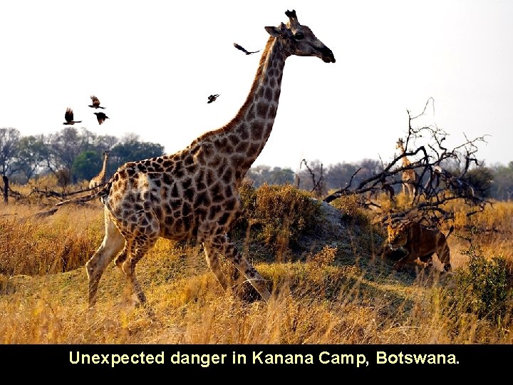 Unexpected danger in Kanana Camp, Botswana. 