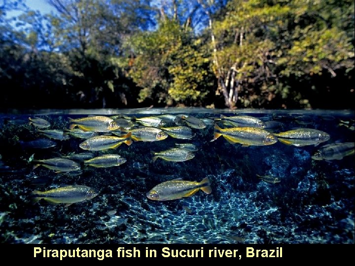 Piraputanga fish in Sucuri river, Brazil 