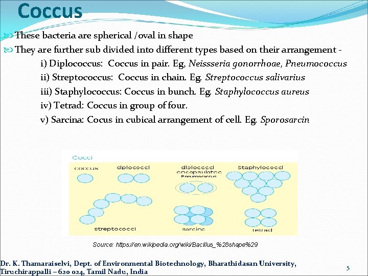 Coccus These bacteria are spherical /oval in shape They are further sub divided into