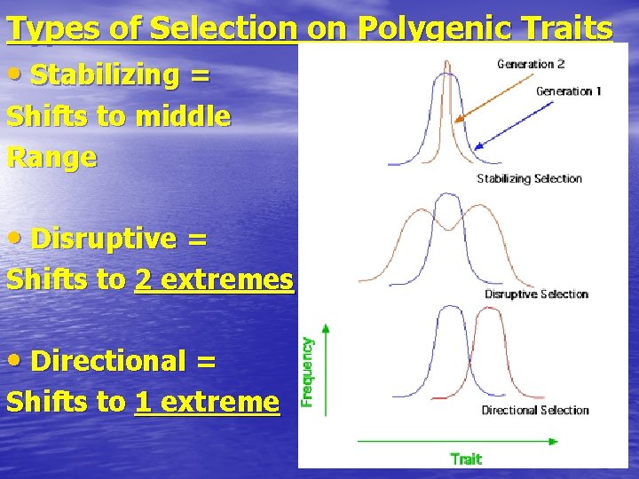 Types of Selection on Polygenic Traits • Stabilizing = Shifts to middle Range •