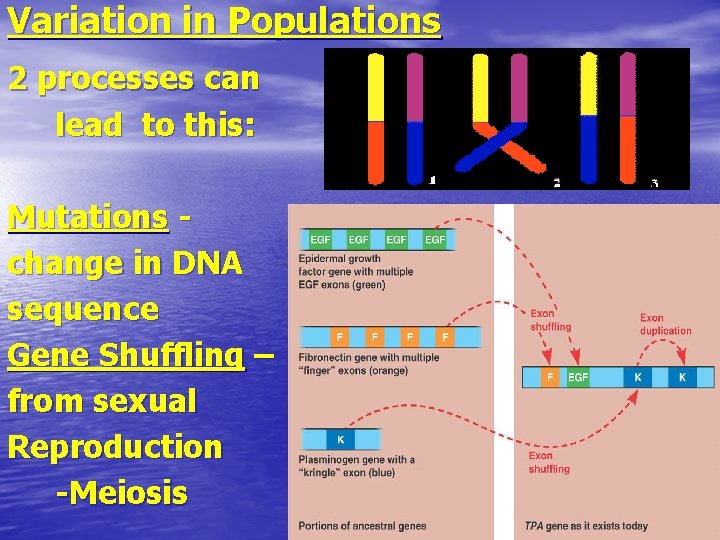 Variation in Populations 2 processes can lead to this: Mutations change in DNA sequence