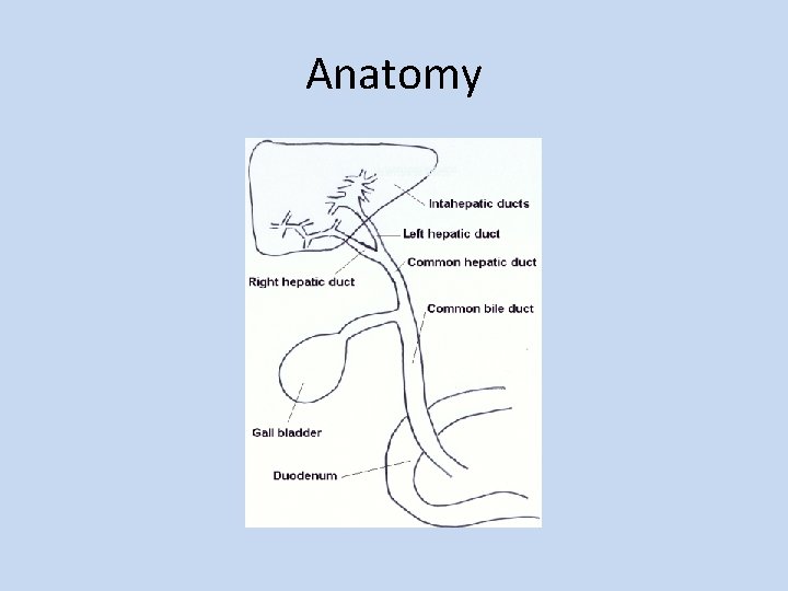 Anatomy 