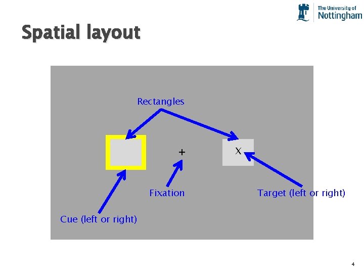 Spatial layout Rectangles + Fixation X Target (left or right) Cue (left or right)