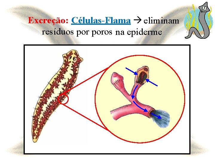 Excreção: Células-Flama eliminam resíduos poros na epiderme 