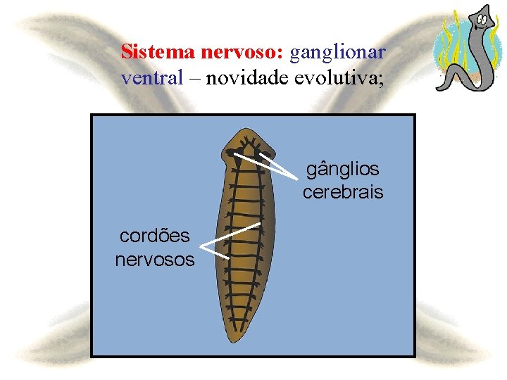 Sistema nervoso: ganglionar ventral – novidade evolutiva; gânglios cerebrais cordões nervosos 