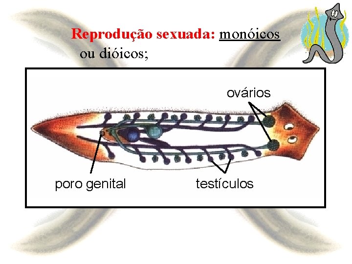 Reprodução sexuada: monóicos ou dióicos; ovários poro genital testículos 