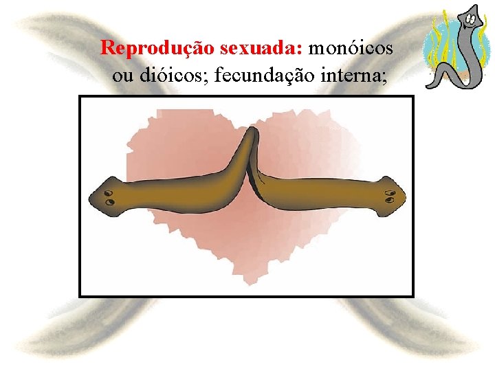 Reprodução sexuada: monóicos ou dióicos; fecundação interna; 