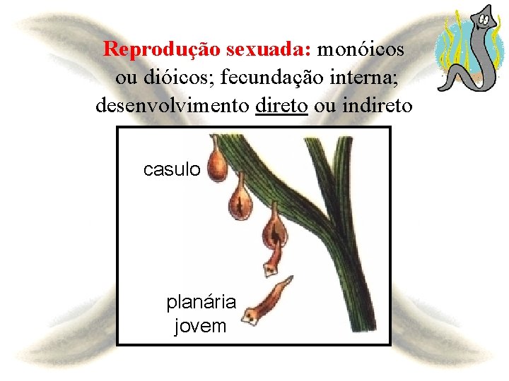 Reprodução sexuada: monóicos ou dióicos; fecundação interna; desenvolvimento direto ou indireto casulo planária jovem