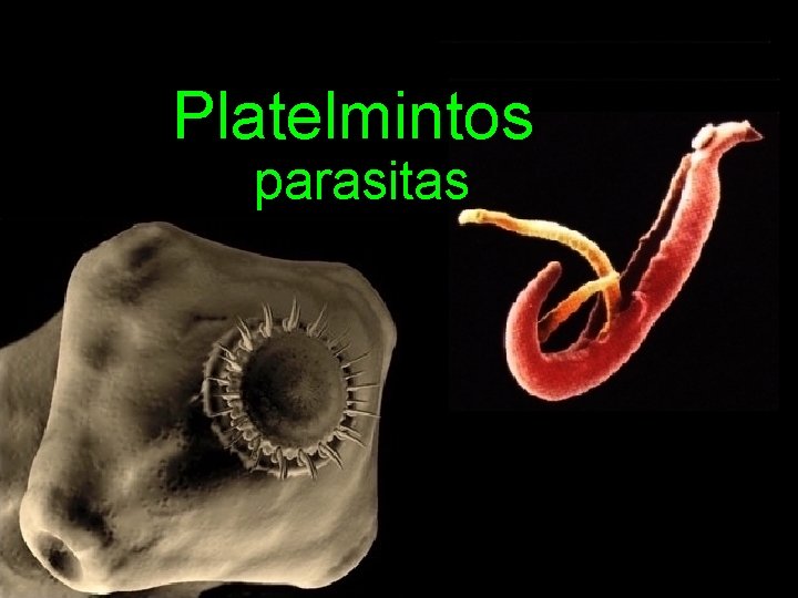 Platelmintos parasitas 