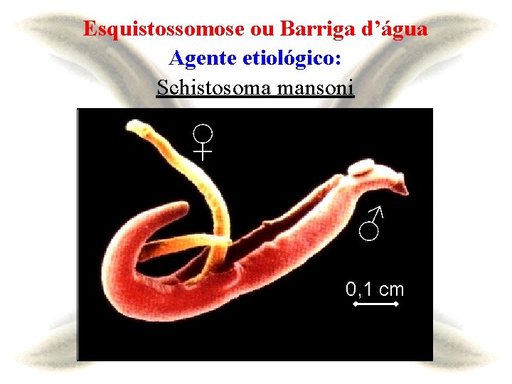 Esquistossomose ou Barriga d’água Agente etiológico: Schistosoma mansoni ♀ ♂ 0, 1 cm 