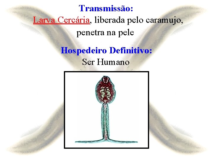 Transmissão: Larva Cercária, liberada pelo caramujo, penetra na pele Hospedeiro Definitivo: Ser Humano 