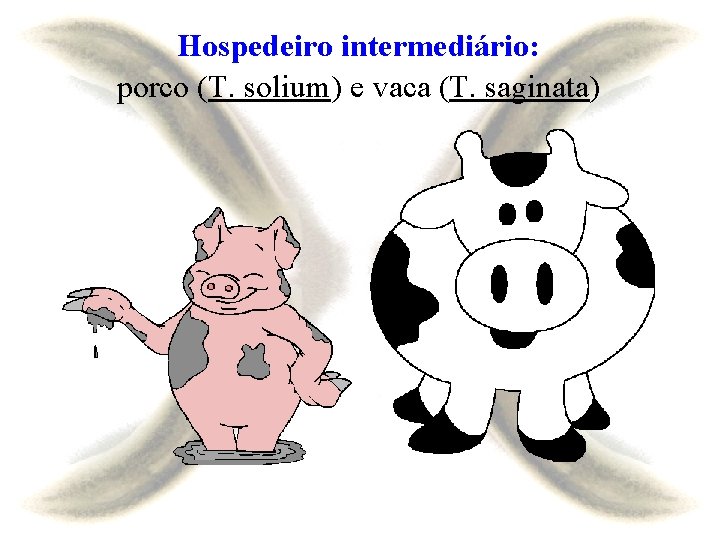 Hospedeiro intermediário: porco (T. solium) e vaca (T. saginata) 