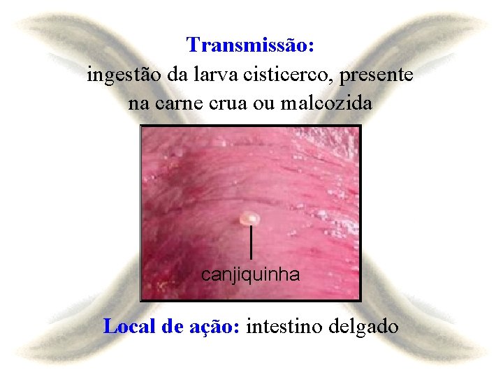 Transmissão: ingestão da larva cisticerco, presente na carne crua ou malcozida canjiquinha Local de