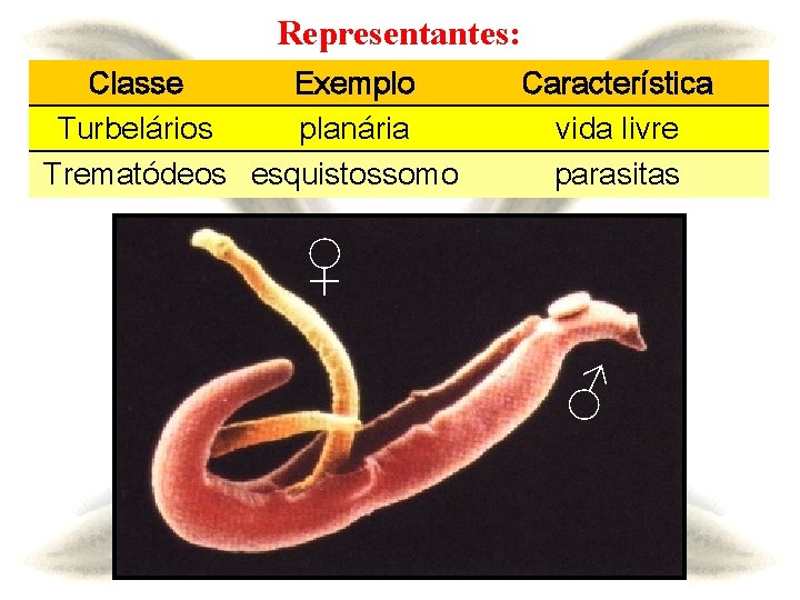 Representantes: Classe Exemplo Turbelários planária Trematódeos esquistossomo Característica vida livre parasitas ♀ ♂ 