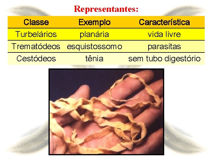 Representantes: Classe Exemplo Característica Turbelários planária vida livre Trematódeos esquistossomo parasitas Cestódeos tênia sem