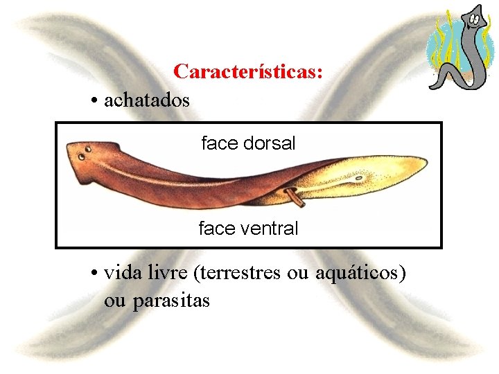 Características: • achatados face dorsal face ventral • vida livre (terrestres ou aquáticos) ou
