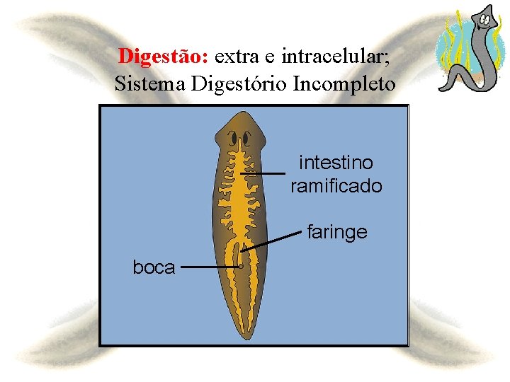 Digestão: extra e intracelular; Sistema Digestório Incompleto intestino ramificado faringe boca 